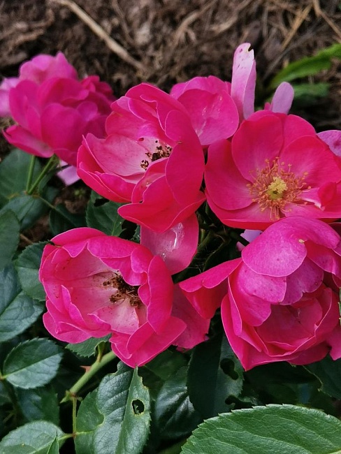 https://agrosemfond.ru/catalog/rozy_1/floribunda/roza_floribunda_angela_1_sht/